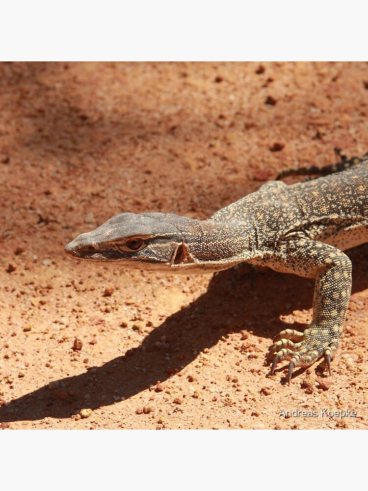 Sand goanna – Varanus gouldi by mistered