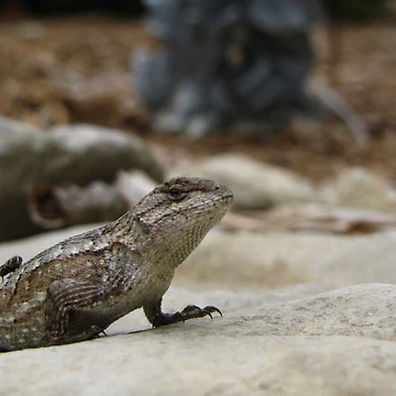Artwork thumbnail, Lizard Free Ride by JAX1PIX