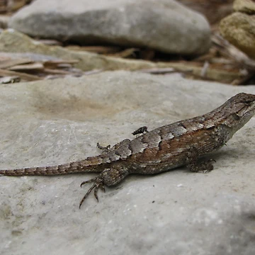 Imagen de la obra Lizard Free Ride de JAX1PIX