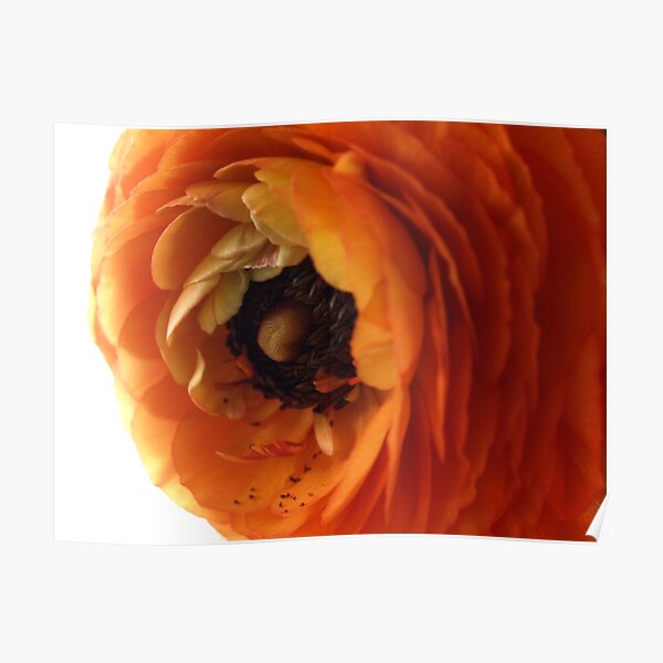 Orange ranunculus flower 1 Poster