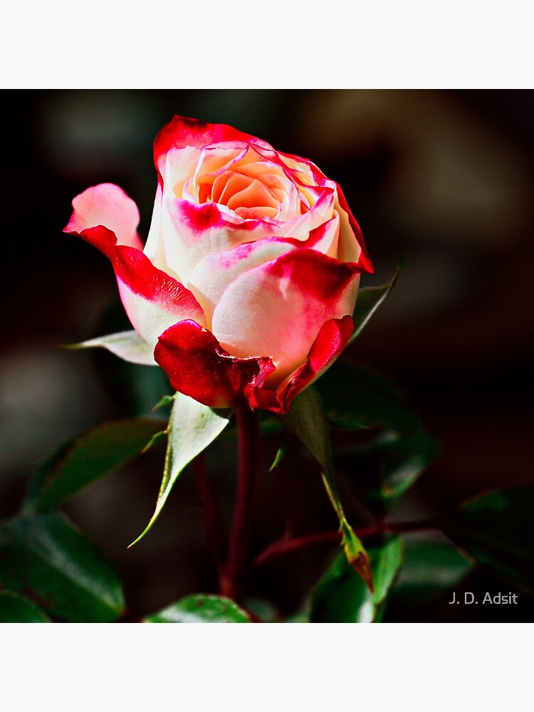 Bright & Vivid I Savor Her Softness by adsitprojectpro