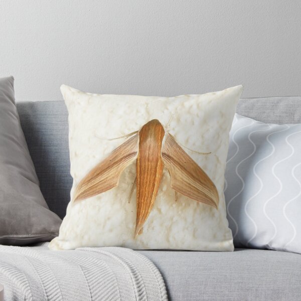 Item preview, Tersa Sphinx Moth designed and sold by Luann Gingras.
