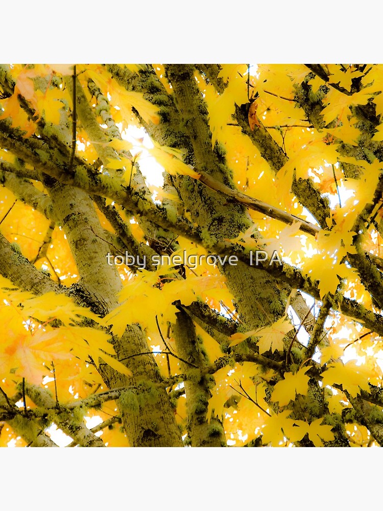 Colours of Fall by tobysnelgrove