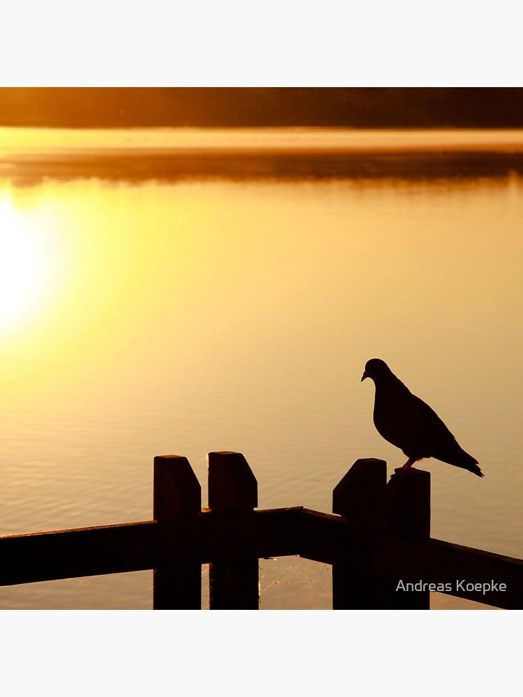 Pigeon sitting on the jetty by mistered