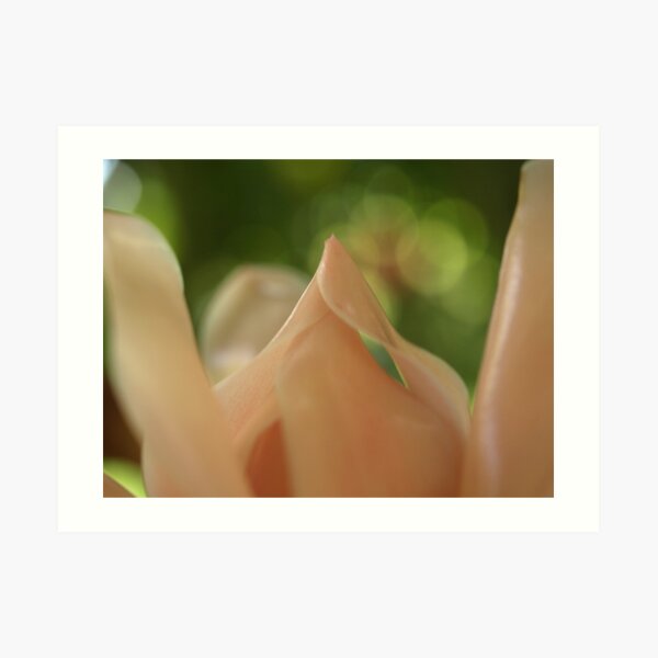 pink ginger flower Art Print