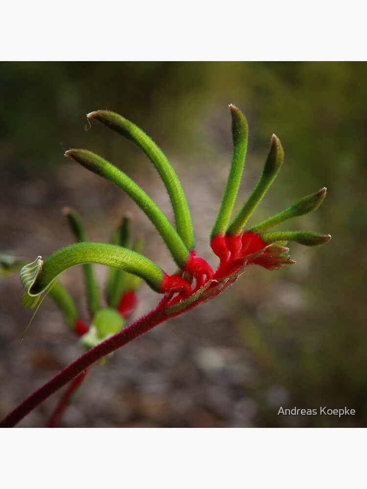 Kangaroo Paw by mistered