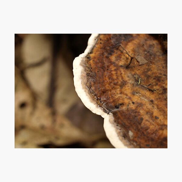 Daintree fungus 2 Photographic Print