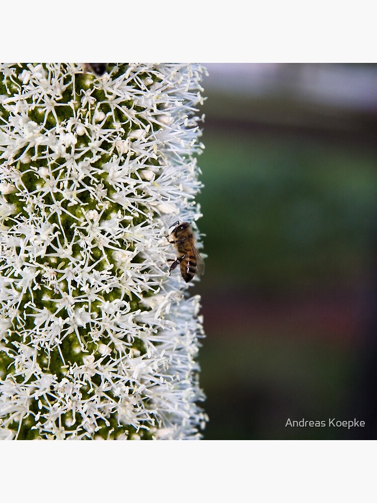 Grasstree flower with bees by mistered