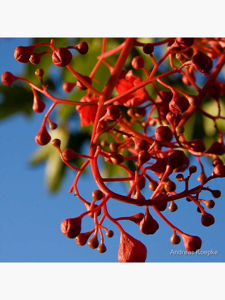 Brachychiton Acerifolius - Flame Tree by mistered