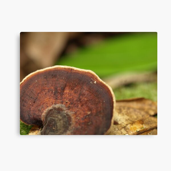 Daintree fungus 1 Canvas Print