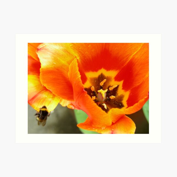 Bee Ravished Art Print