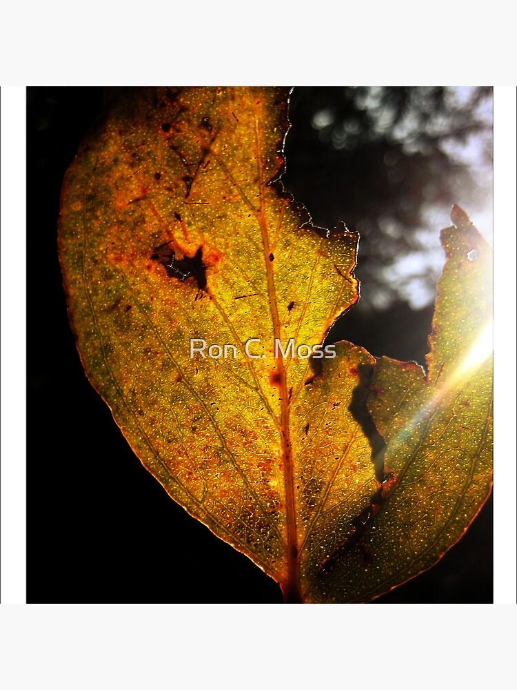 t o r n by ronmoss