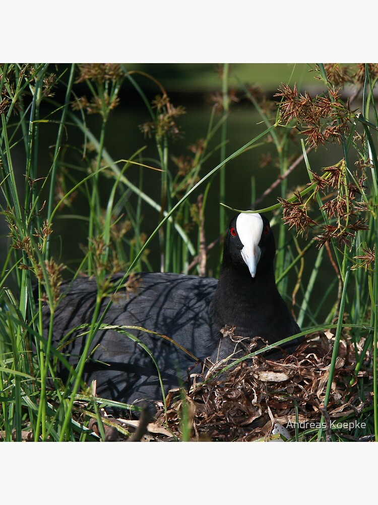 Eurasian Coot sitting on its nest by mistered