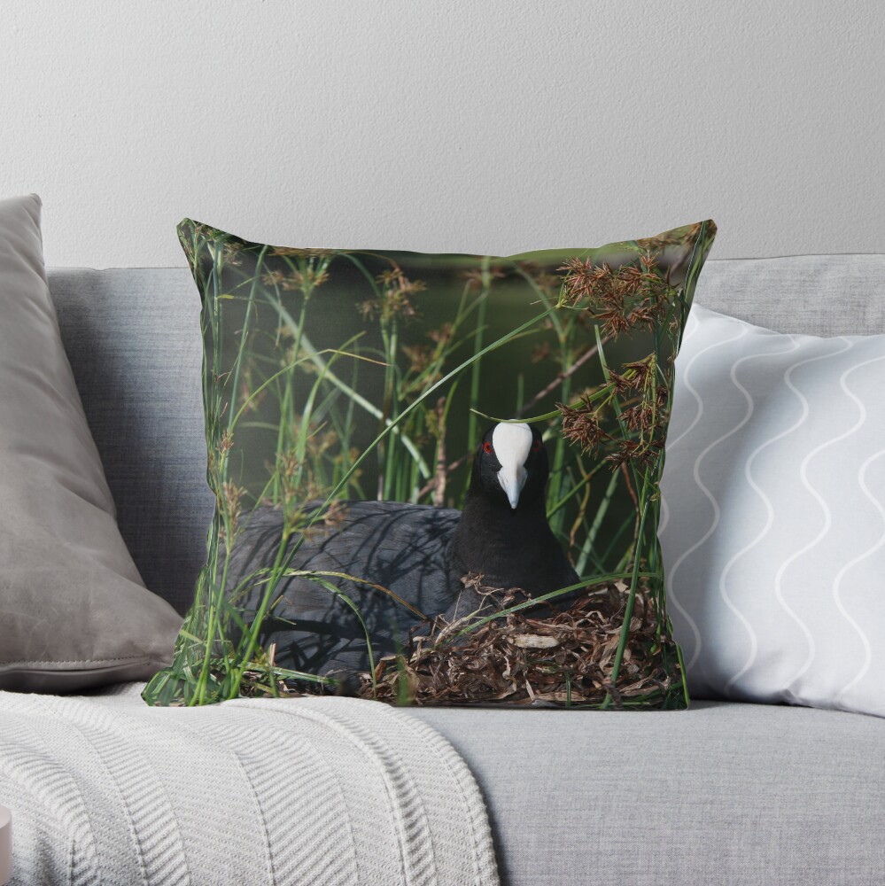 Eurasian Coot sitting on its nest Throw Pillow