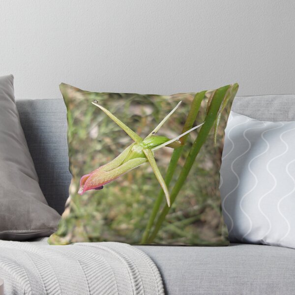 Item preview, Large Tongue Orchid "Cryptostylis subulata" #2 designed and sold by Rosie Appleton.