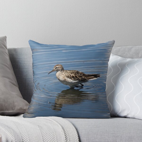 Aperçu de l'œuvre Sharp-Tailed Sandpiper créée et vendue par margotk.