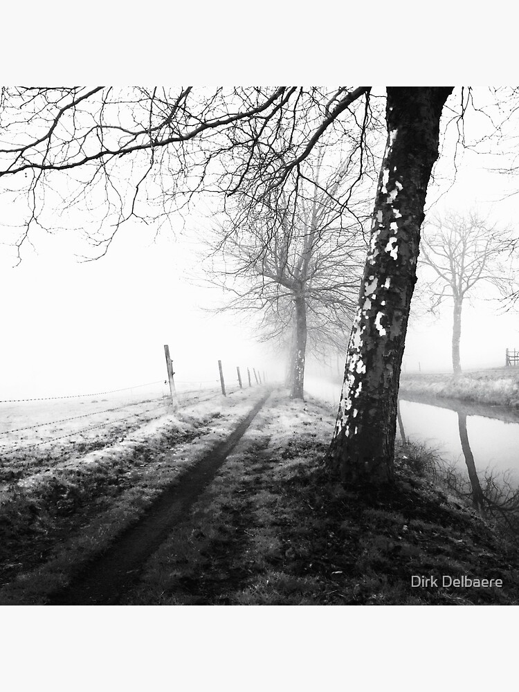 Misty trees by Delbaere