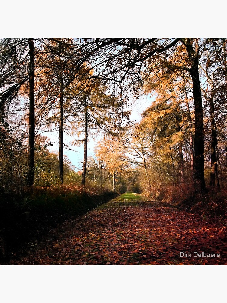 Path by Delbaere