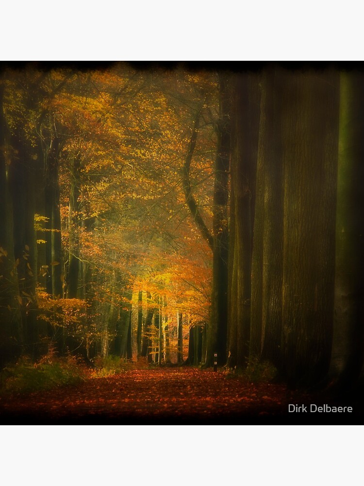 Misty light in woods by Delbaere