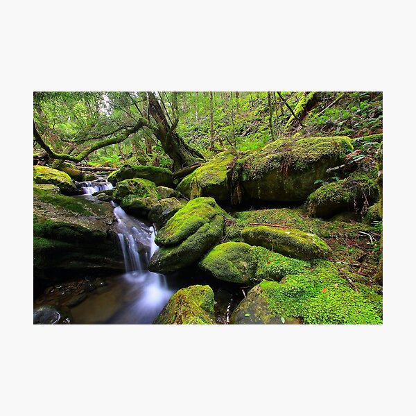 Item preview, "Mossy Creek" designed and sold by Huskyyy Designs.