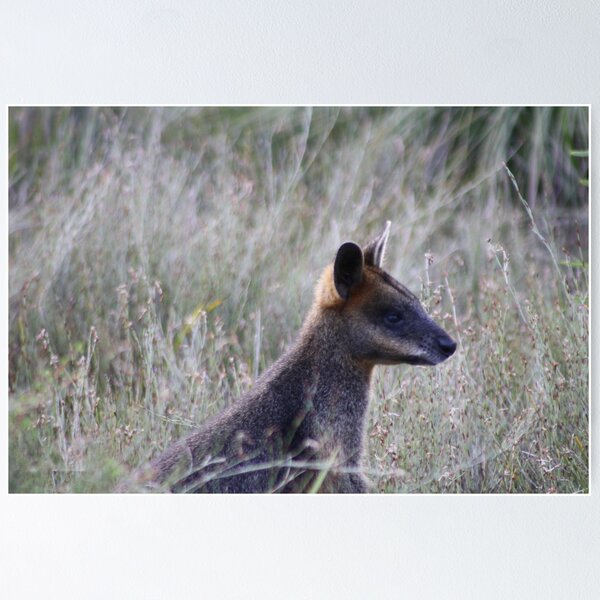 Item preview, Wallaby feeding at the Prom designed and sold by Glen Sheppard.