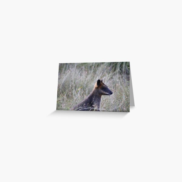 Item preview, Wallaby feeding at the Prom designed and sold by Glen Sheppard.