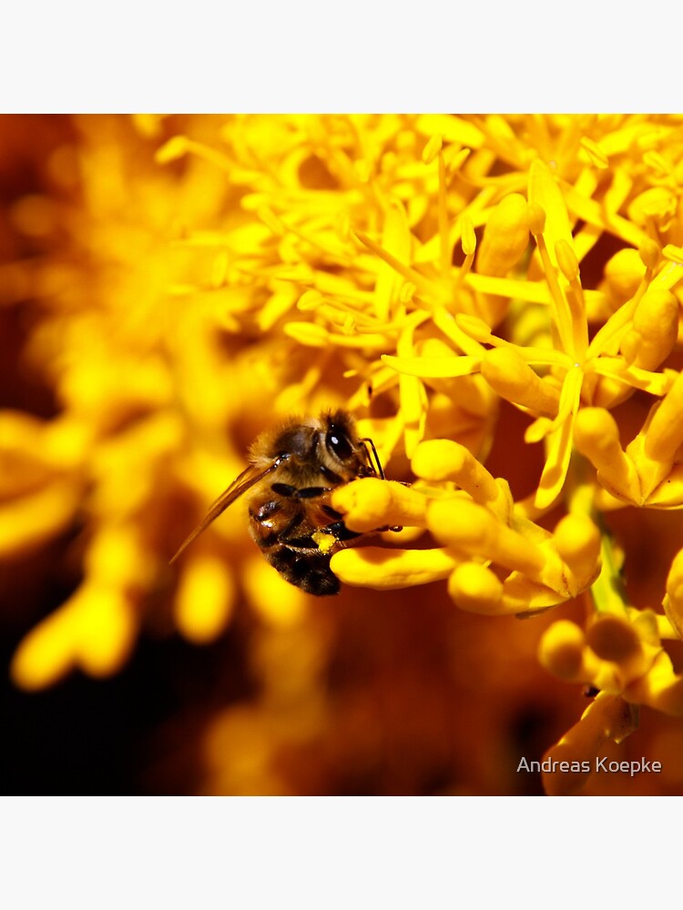 Bee on christmas tree by mistered