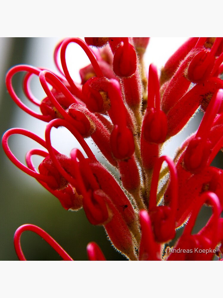 Grevillea by mistered