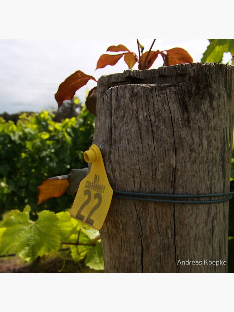 Chardonnay by mistered
