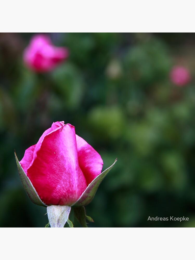 Pink rose by mistered