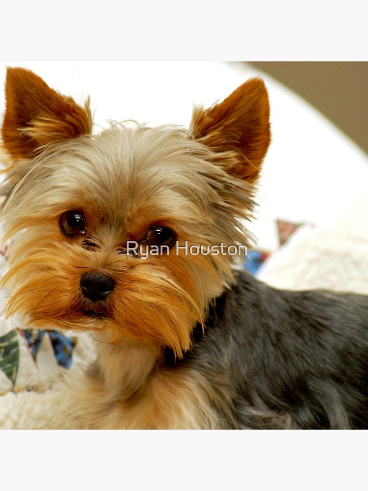 "Yorkie in Bed" Throw Pillow for Sale by photoforyou Redbubble