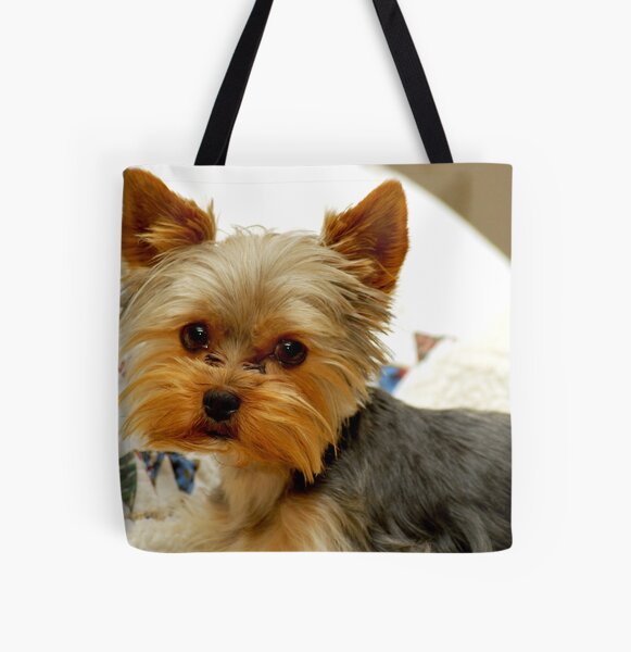 Pin by celina on yorkshire terrier  Louis vuitton bag neverfull, Yorkshire  dog, Yorkshire terrier