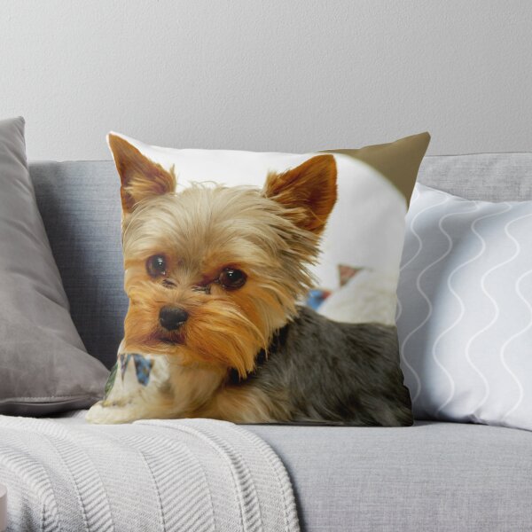Yorkie in Bed Throw Pillow