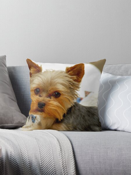 Dog Bed Pillows Cushions for Sale Redbubble