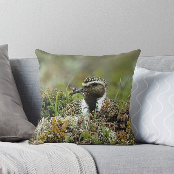 Item preview, Golden Plover on nest designed and sold by wildlifephoto.