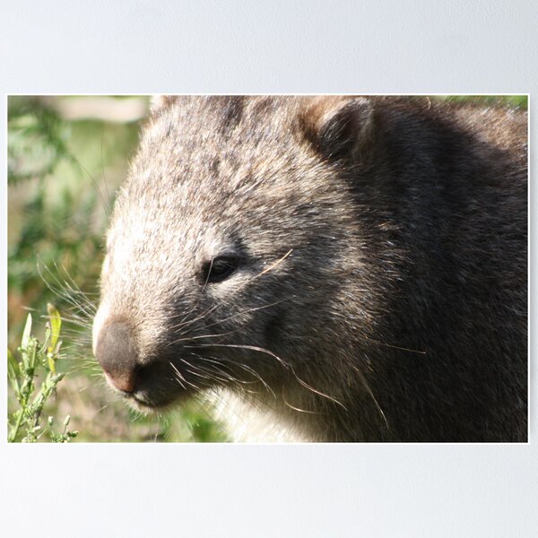 Item preview, Wandering wombat designed and sold by Glen Sheppard.