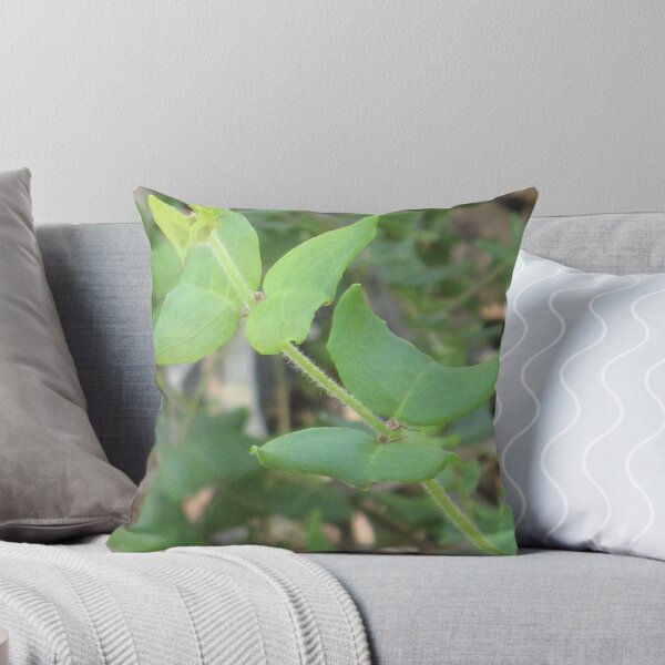 Item preview, Gastrolobium Papilio (Papilionaceae) - Critically Endangered designed and sold by Skyhorse.