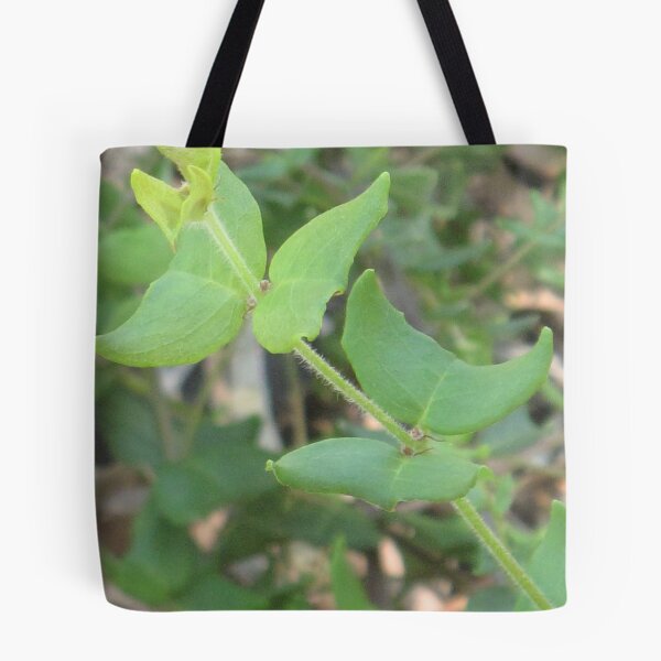 Item preview, Gastrolobium Papilio (Papilionaceae) - Critically Endangered designed and sold by Skyhorse.