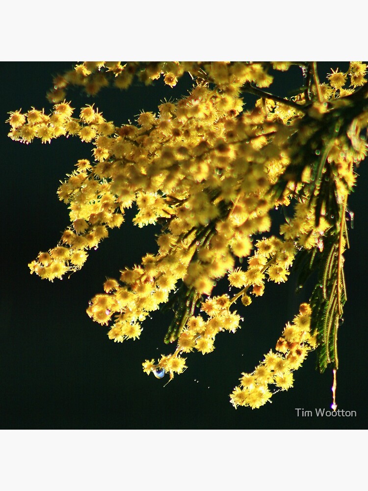Wattle Blossom by wootton60