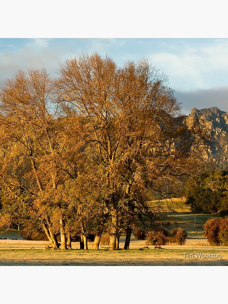Golden Light by wootton60
