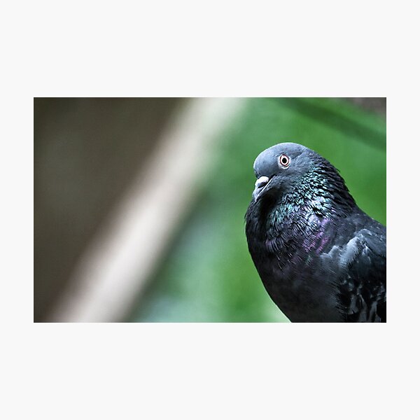Portrait of an aspiring model Photographic Print