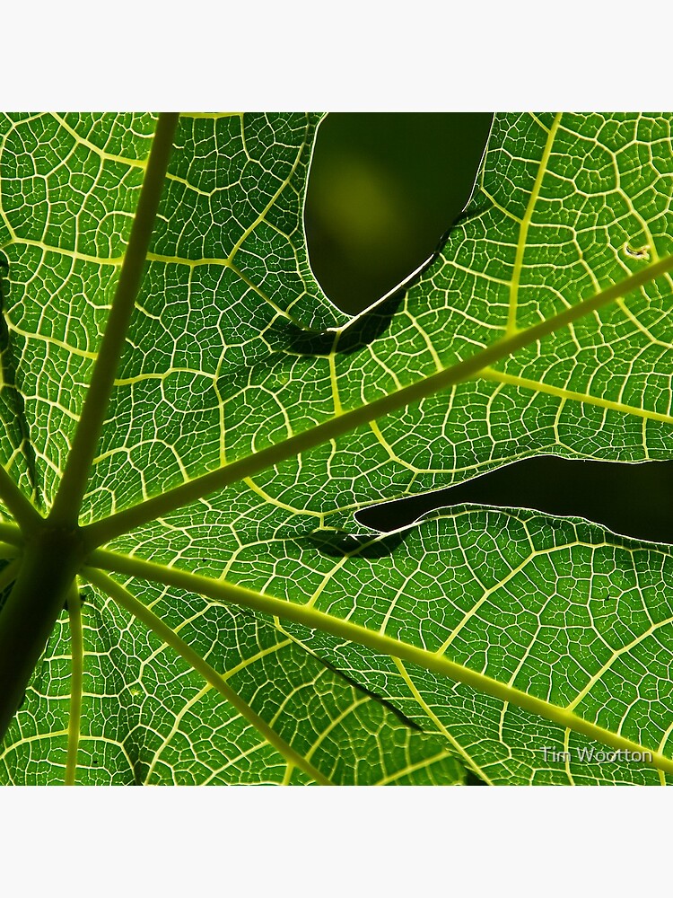 Papaya Leaf by wootton60