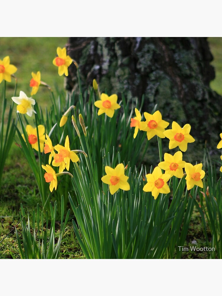 Thumbnail 3 of 3, Throw Pillow, Daffodils designed and sold by Tim Wootton.