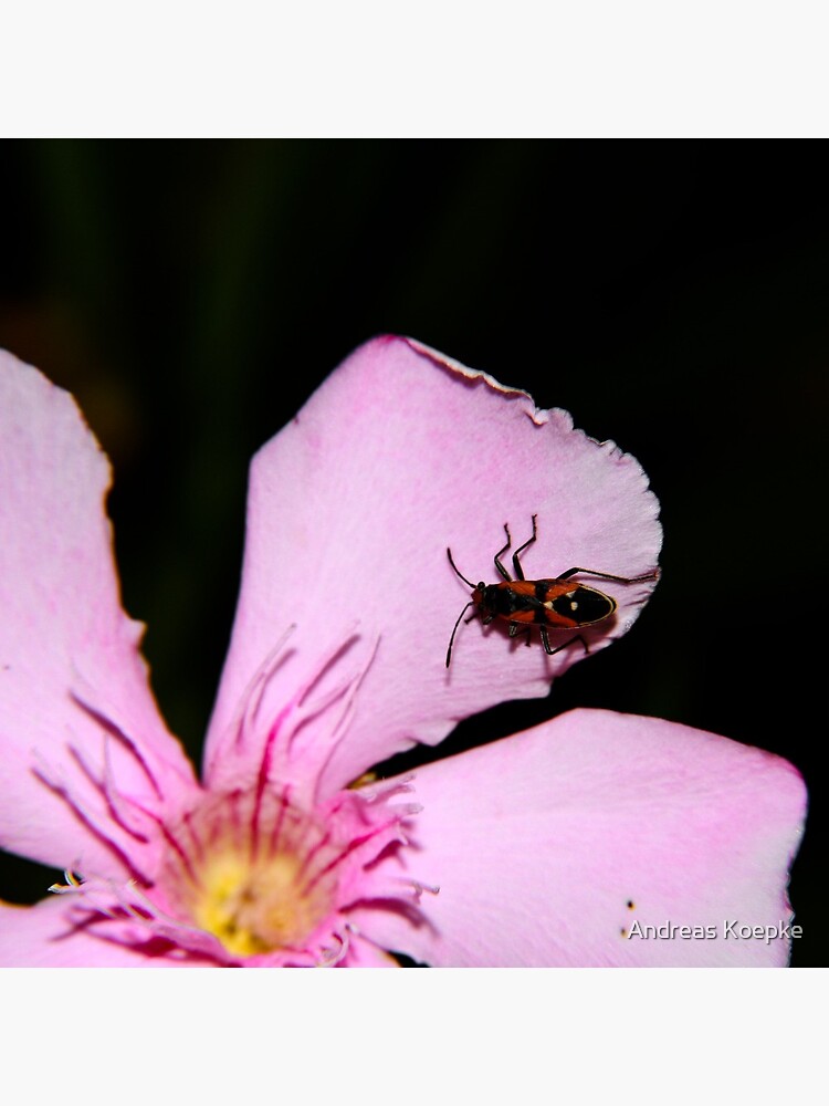 Milkweed Bug by mistered