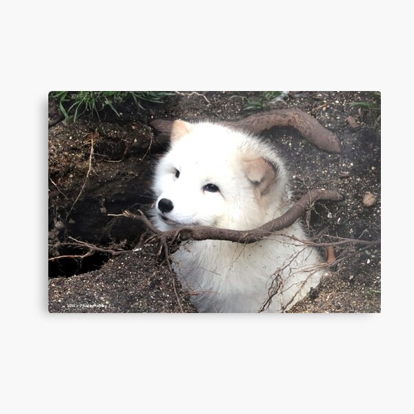 Peekaboo Metal Print