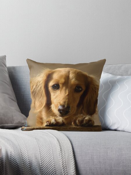 Item preview, Dachshund designed and sold by Traffordphotos.