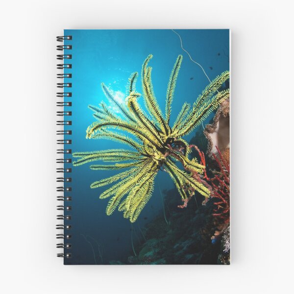 Item preview, Feather star, Wakatobi National Park, Indonesia designed and sold by Erik Schlogl.