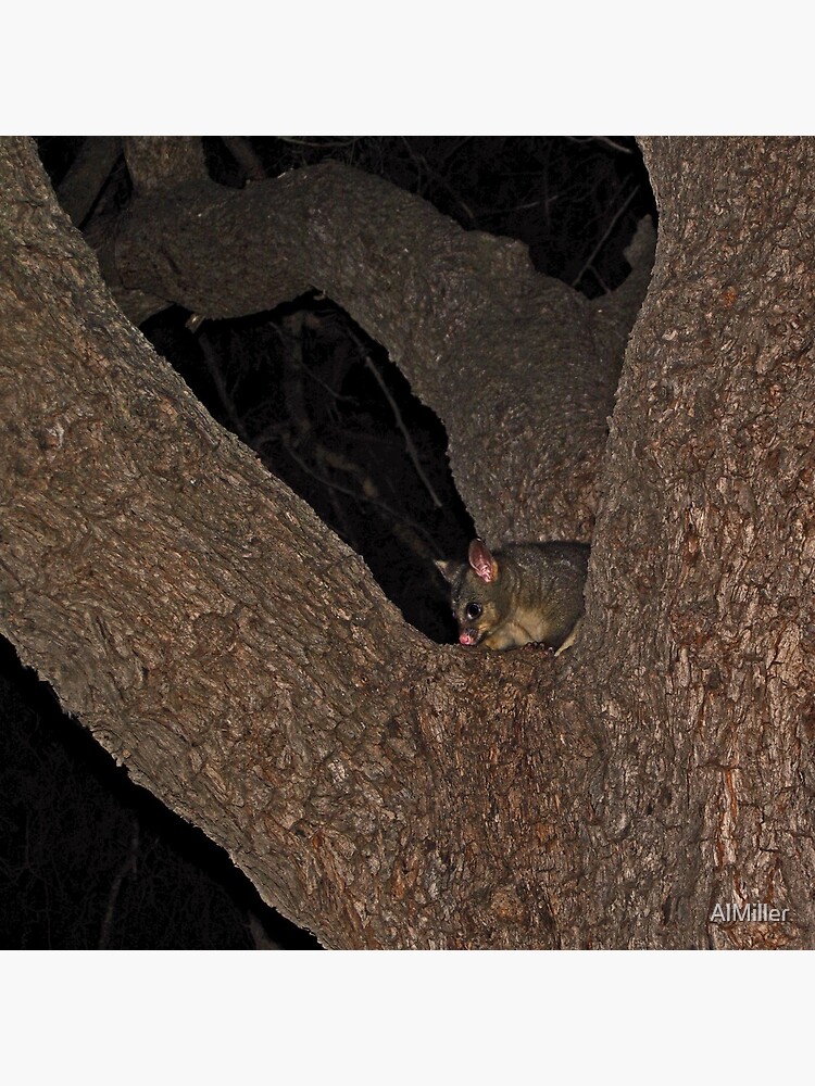 Hello Possum by AlMiller