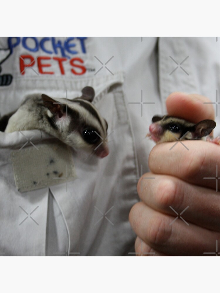 pocket pet sugar glider