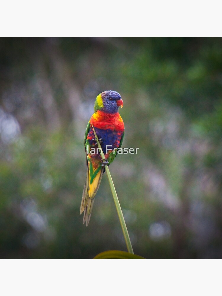 Bird on a wire by Mowog